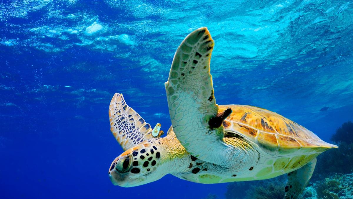 Sea Turtle Season Is Here!