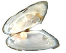 Love Pearl Butterfly Necklace