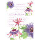 The Willowbrook Company - Fresh Scents Passion Flower Sachets
